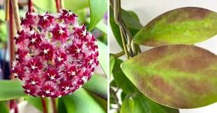 Hoya mindorensis var. superba Hoya La Foresta Orchids 