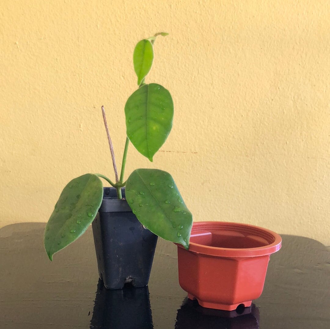 Hoya obtusifolioides var. green Hoya La Foresta Orchids 