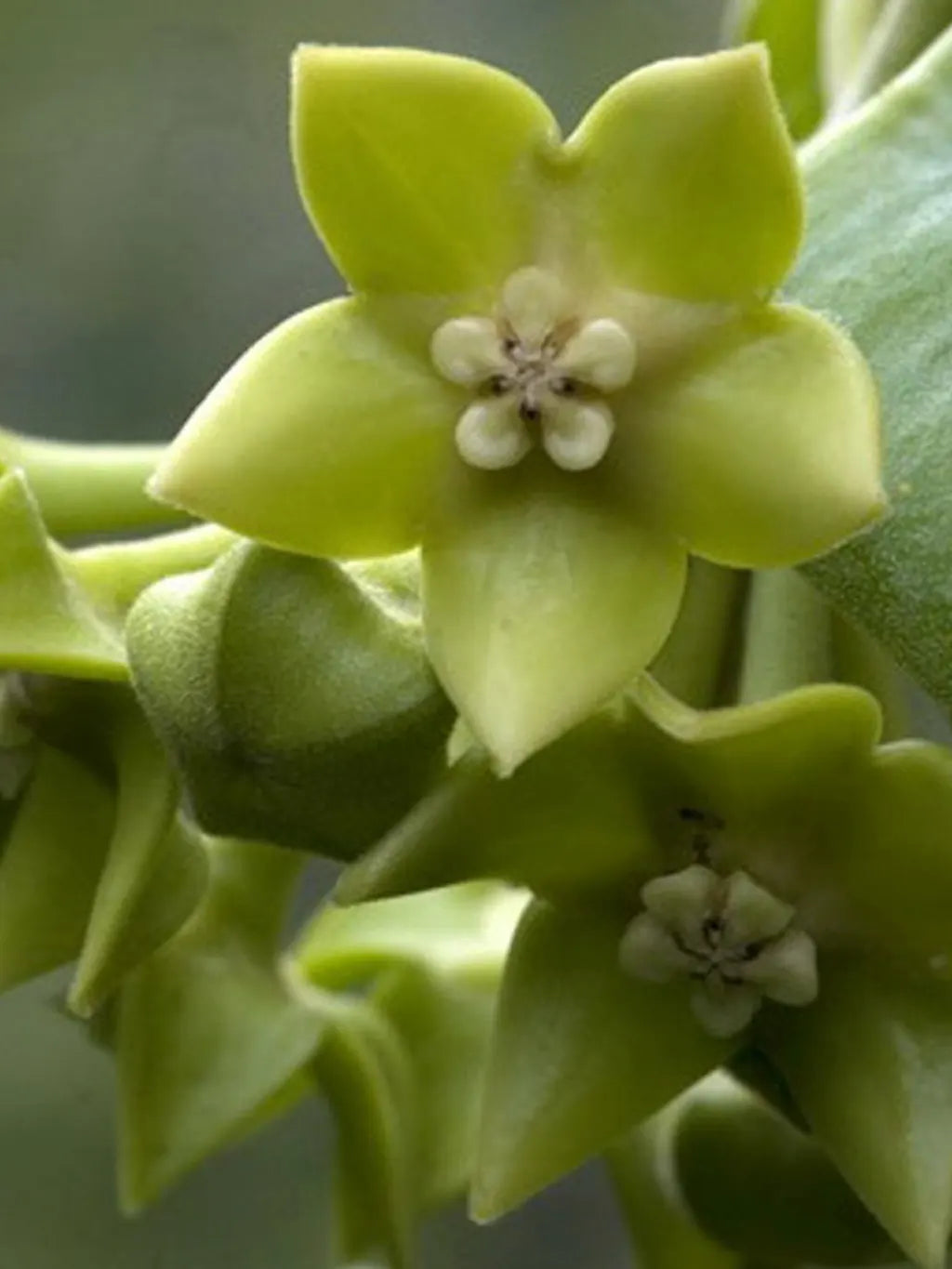 Hoya obtusifolioides var. green Hoya La Foresta Orchids 