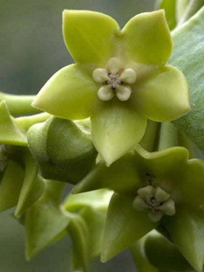 Hoya obtusifolioides var. green Hoya La Foresta Orchids 