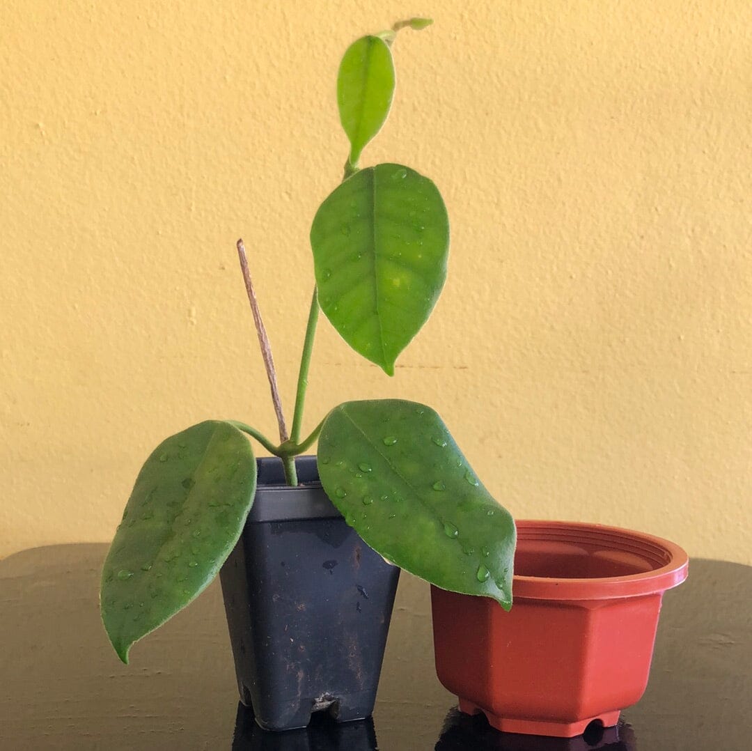 Hoya obtusifolioides var. green Hoya La Foresta Orchids 