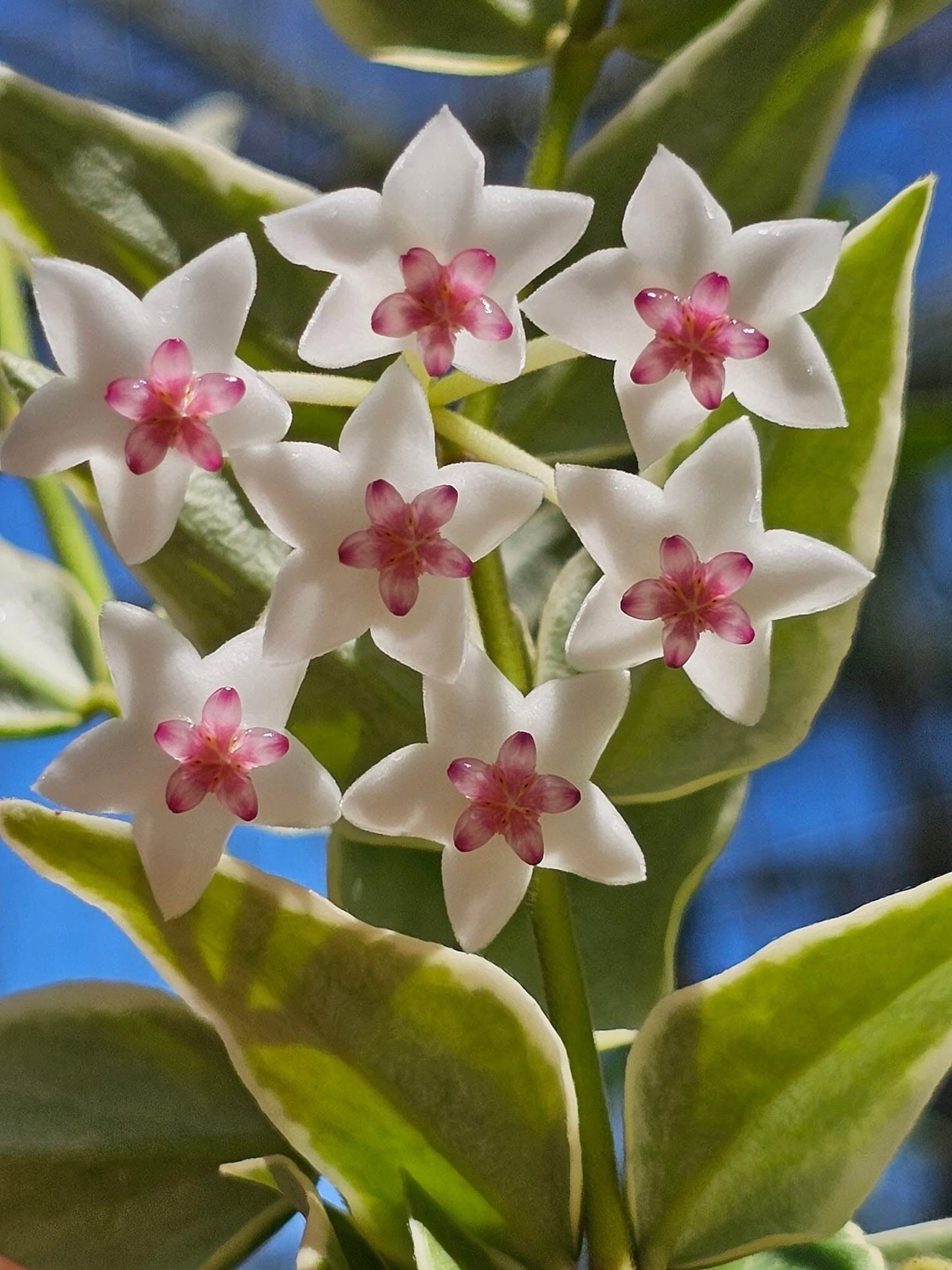 Hoya - Other Species & Hybrids Hoya La Foresta Orchids 