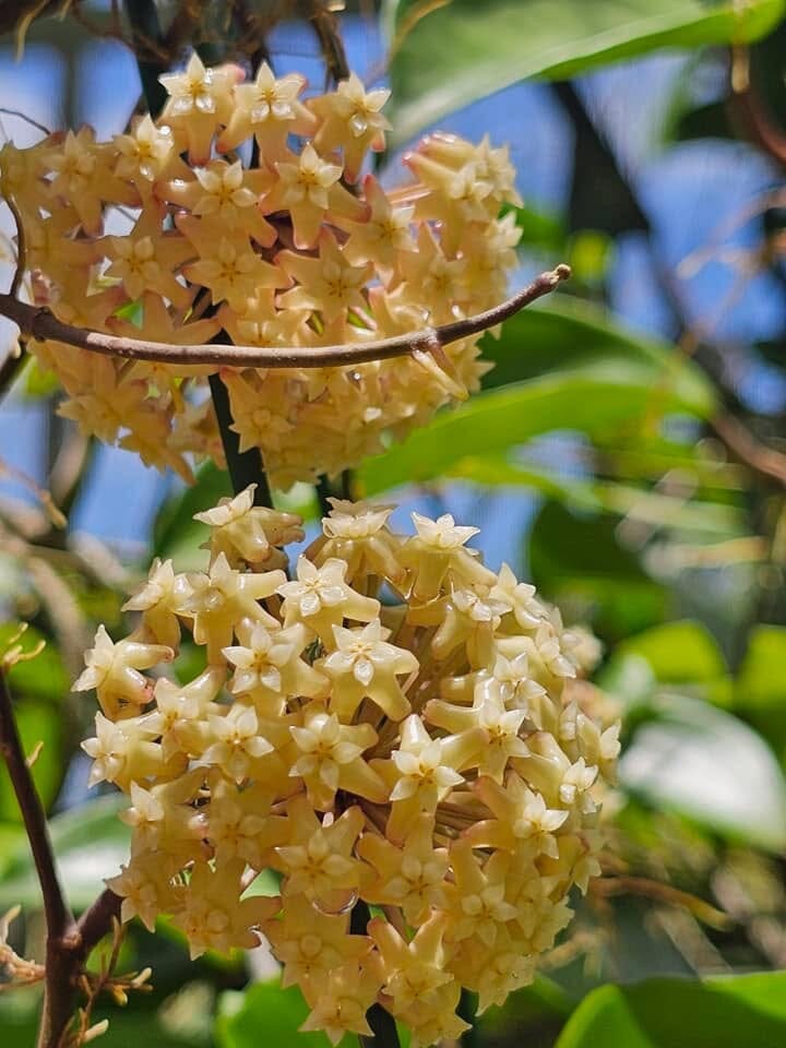 Hoya - Other Species & Hybrids Hoya La Foresta Orchids 