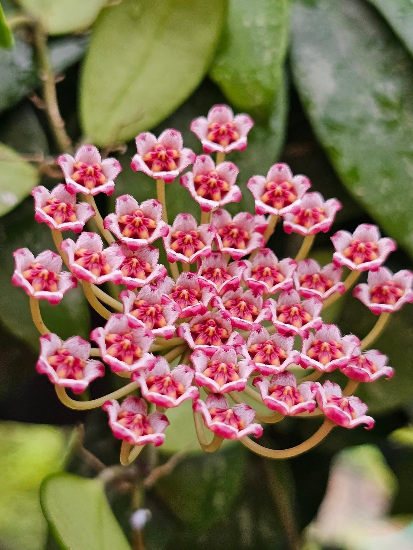 Hoya - Other Species & Hybrids Hoya La Foresta Orchids 