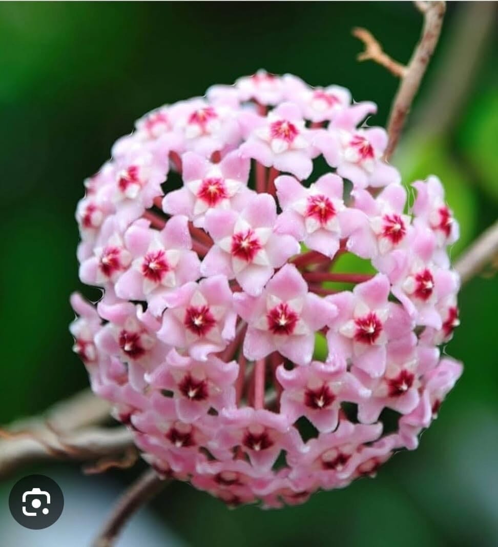 Hoya - Other Species & Hybrids Hoya La Foresta Orchids Hoya carnosa ‘Krimson Princess’ 