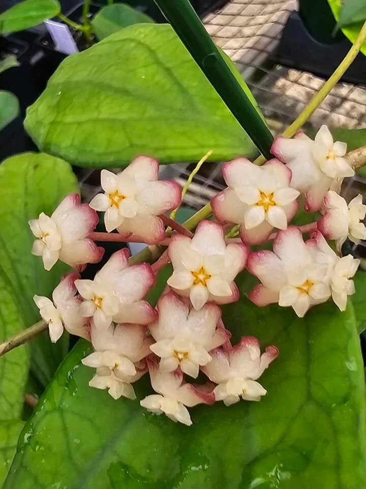 Hoya - Other Species & Hybrids Hoya La Foresta Orchids Hoya finlaysonii x pachiclada 