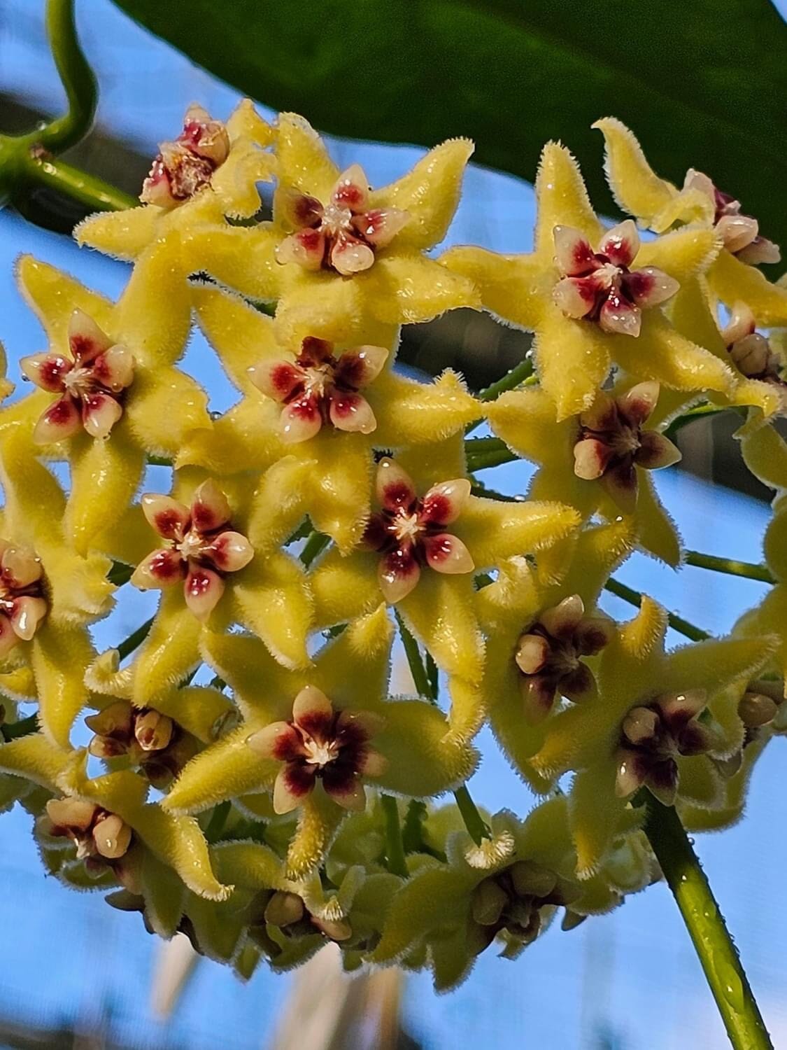 Hoya - Other Species & Hybrids Hoya La Foresta Orchids Hoya halconensis 