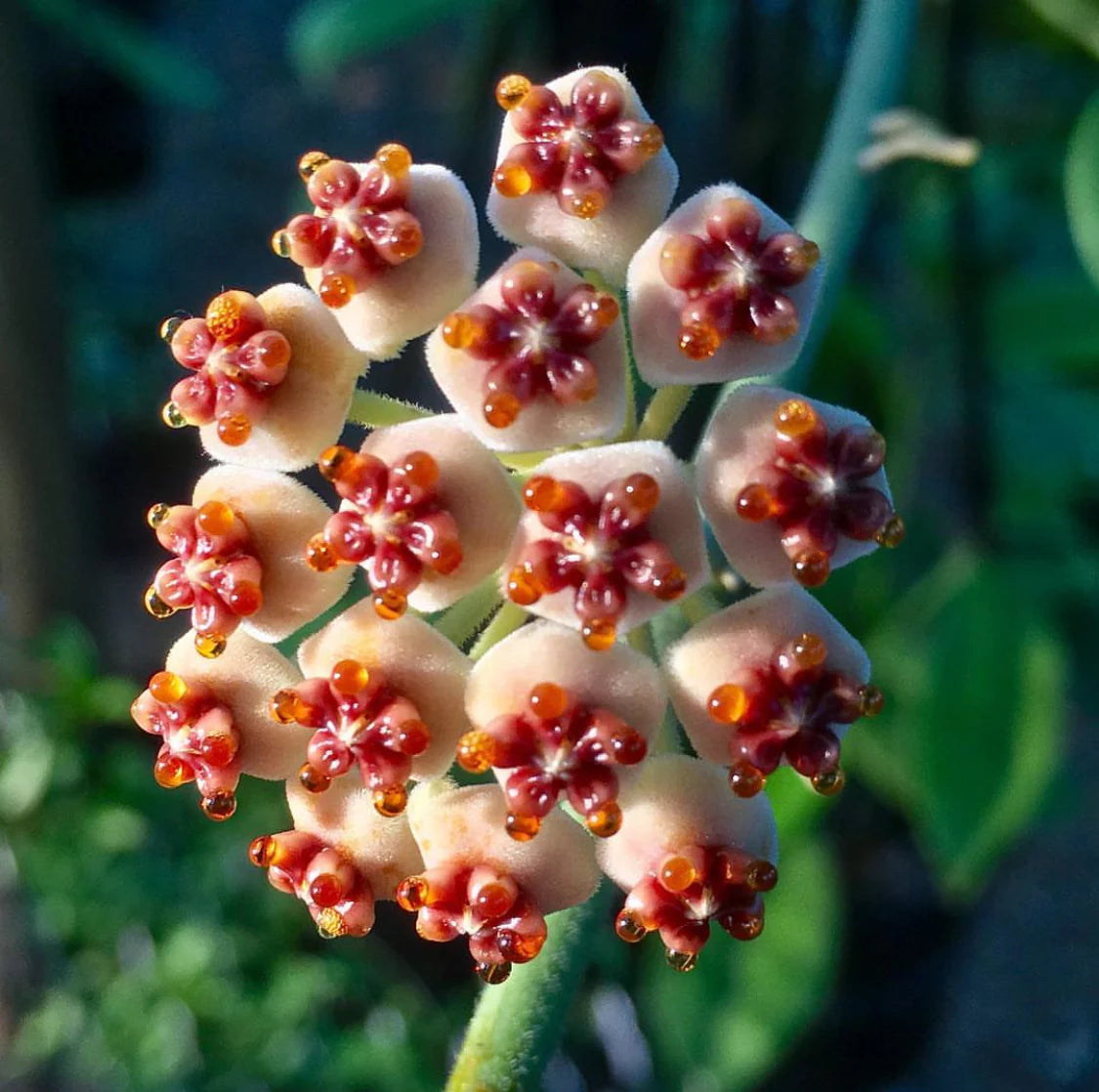 Hoya - Other Species & Hybrids Hoya La Foresta Orchids Hoya kerrii var. variegata 