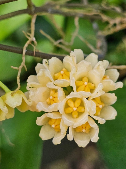 Hoya - Other Species & Hybrids Hoya La Foresta Orchids Hoya 'Noona' 