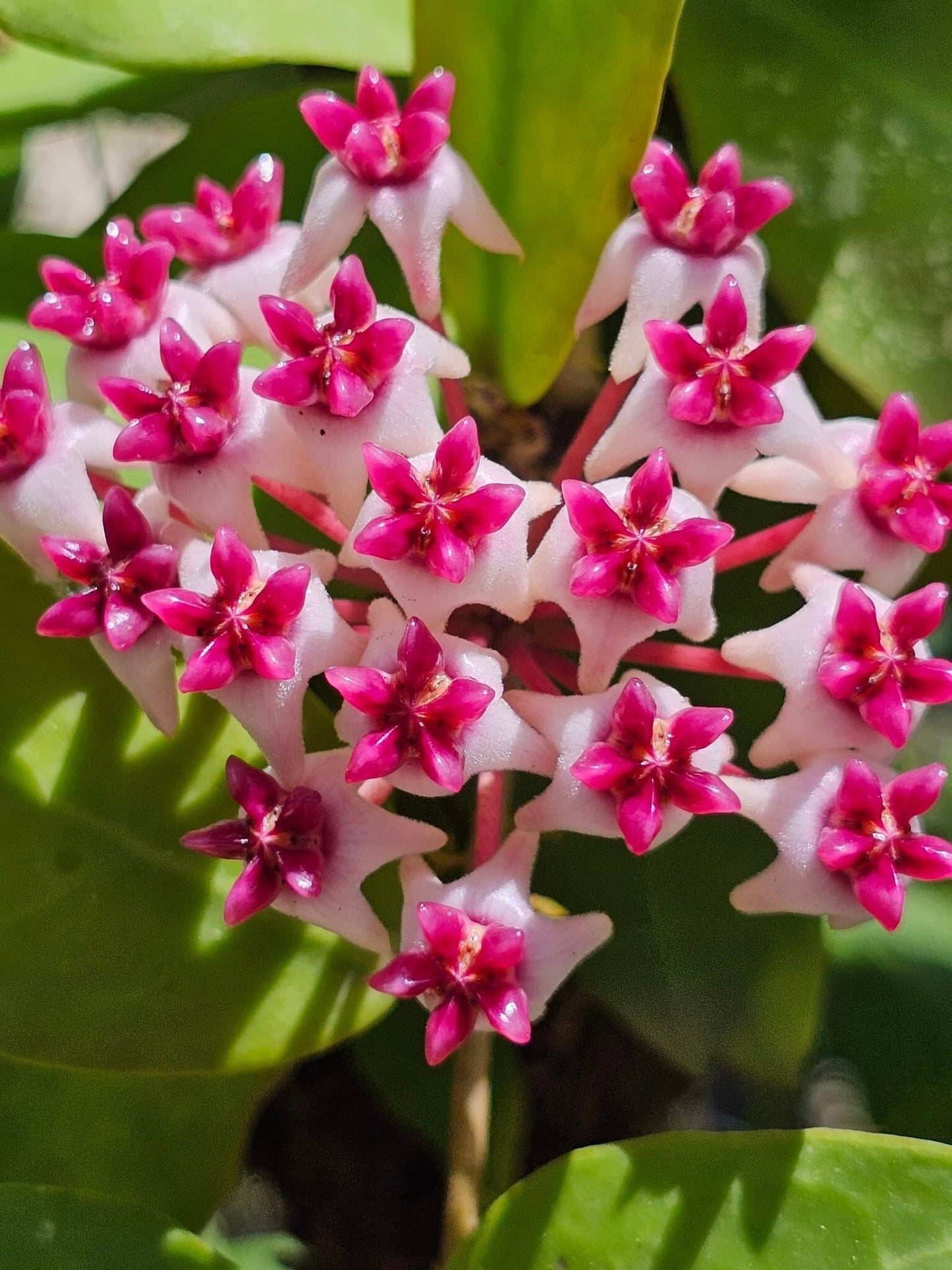 Hoya - Other Species & Hybrids Hoya La Foresta Orchids Hoya ‘Patricia’ 