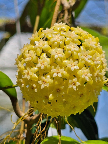 Hoya - Other Species & Hybrids Hoya La Foresta Orchids Hoya viola 