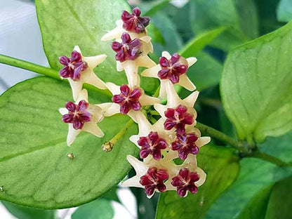 Hoya polyneura Hoya La Foresta Orchids 