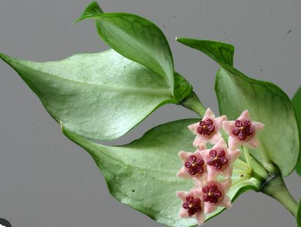 Hoya polyneura Hoya La Foresta Orchids 