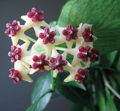 Hoya polyneura Hoya La Foresta Orchids 