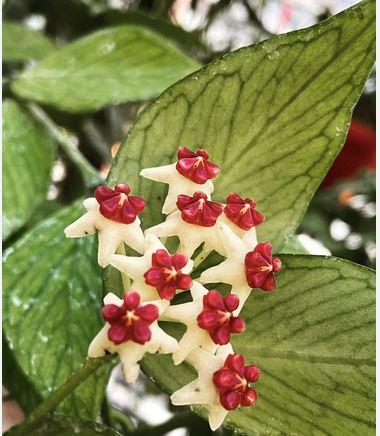 Hoya polyneura Hoya La Foresta Orchids 