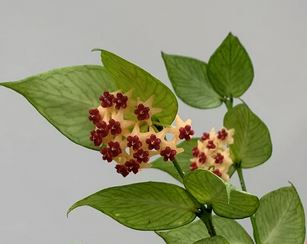 Hoya polyneura Hoya La Foresta Orchids 