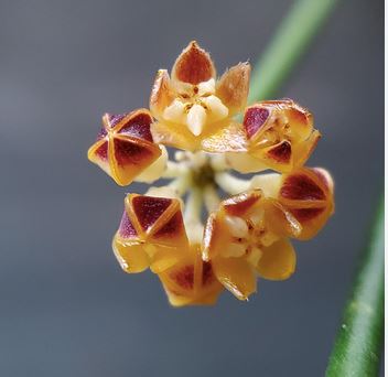 Hoya spartioides Hoya La Foresta Orchids 