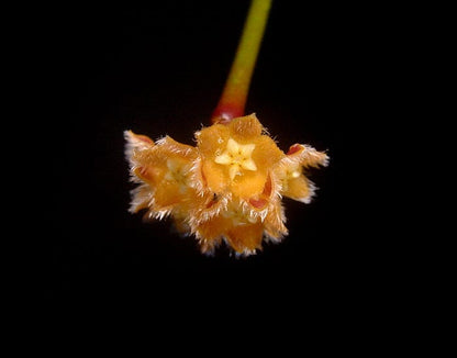 Hoya spartioides Hoya La Foresta Orchids 