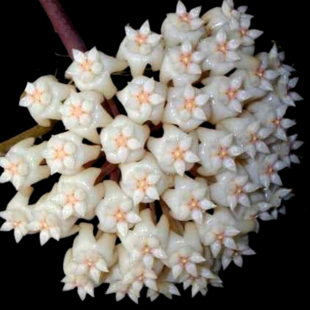 Hoya Species & Hybrids - 24 Different Types! Hoya La Foresta Orchids Hoya latifolia 