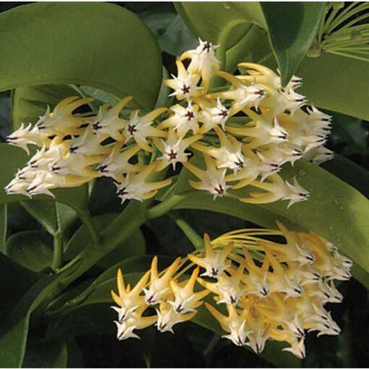 Hoya Species & Hybrids - 24 Different Types! Hoya La Foresta Orchids Hoya multiflora 