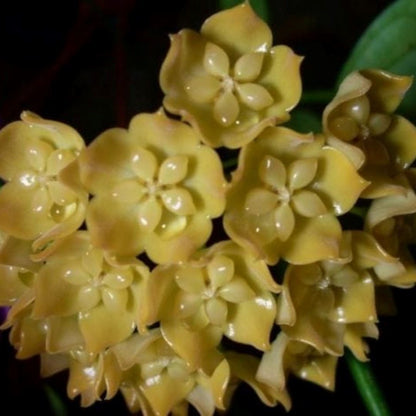 Hoya Species & Hybrids - 24 Different Types! Hoya La Foresta Orchids Hoya phyllura 