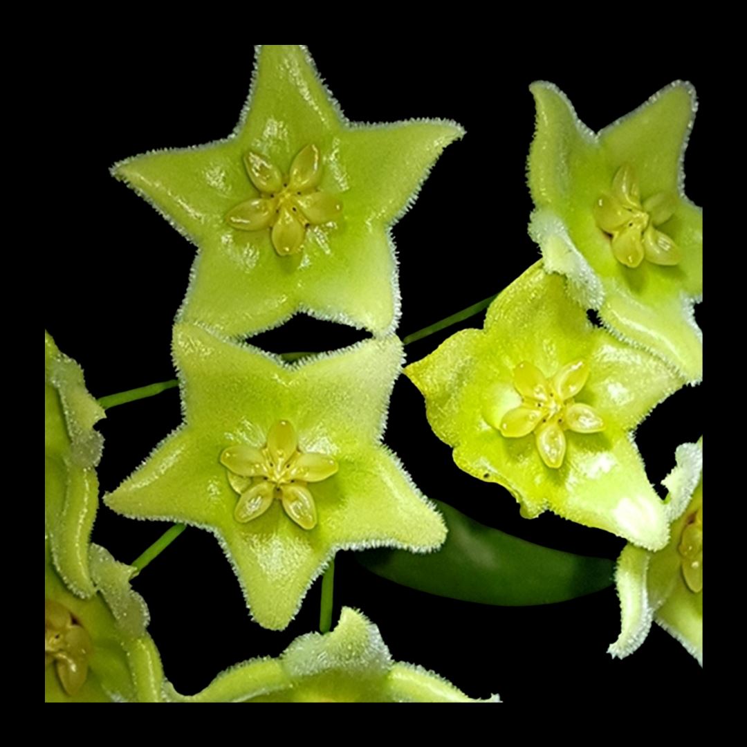Hoya Species & Hybrids - 25 Different Types! Hoya La Foresta Orchids Hoya chlorantha 