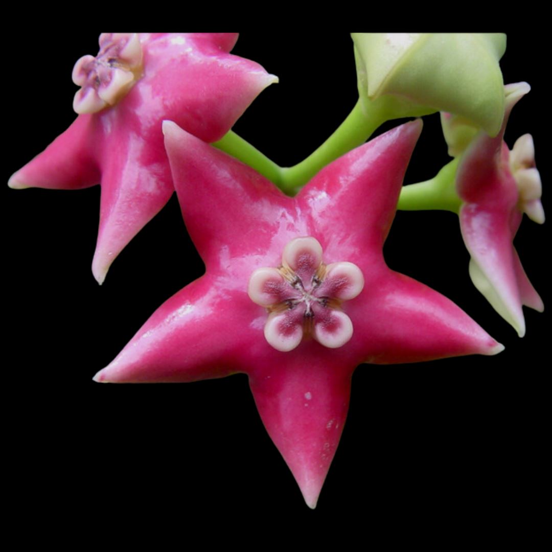Hoya Species & Hybrids - 25 Different Types! Hoya La Foresta Orchids Hoya coronaria var. Pink 