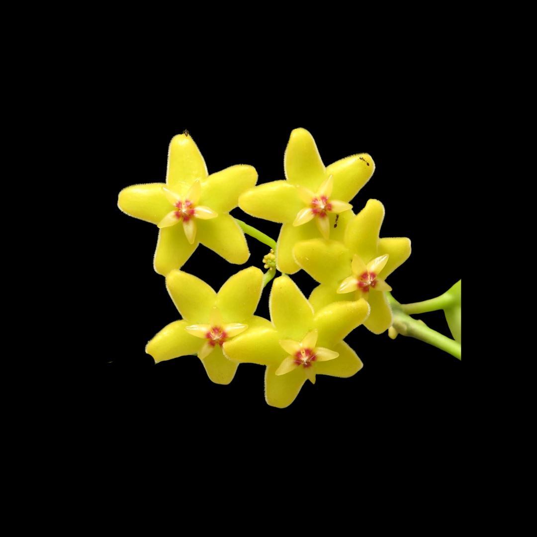 Hoya Species & Hybrids - 25 Different Types! Hoya La Foresta Orchids Hoya diptera 