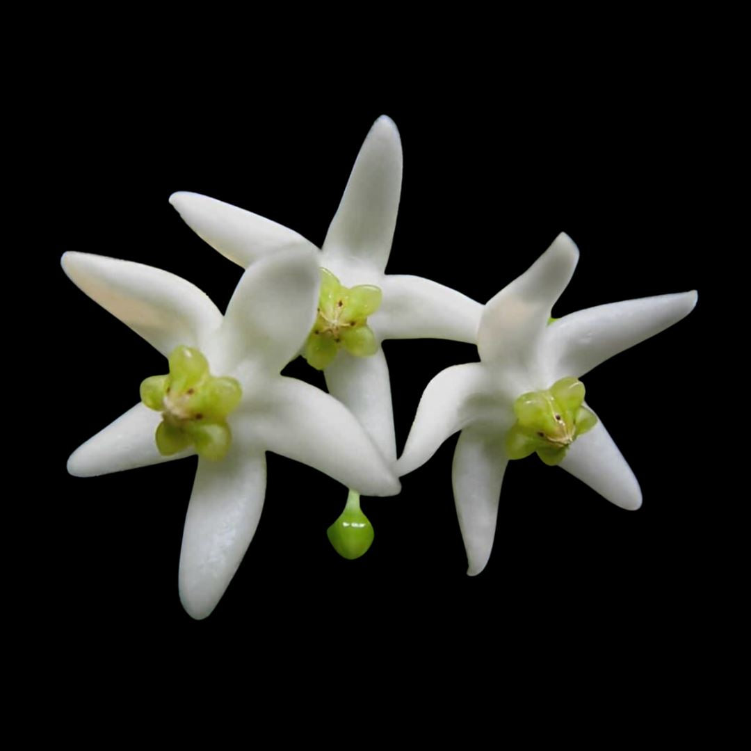 Hoya Species & Hybrids - 25 Different Types! Hoya La Foresta Orchids Hoya odorata 