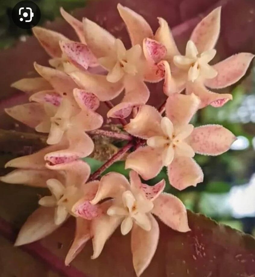 Hoya Species & Hybrids - 25 Different Types! Hoya La Foresta Orchids Hoya undulata ‘Splash’ 