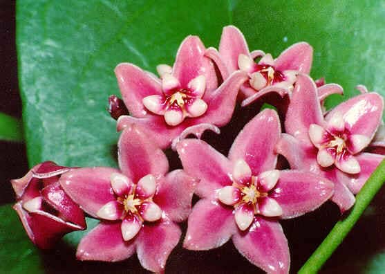 Hoya subcalva Hoya La Foresta Orchids 