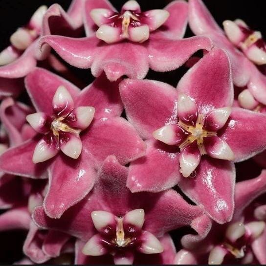 Hoya subcalva Hoya La Foresta Orchids 