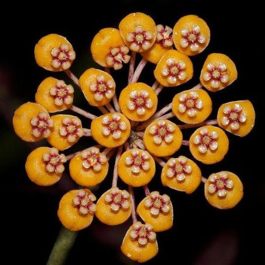 Hoya waymaniae Hoya La Foresta Orchids 