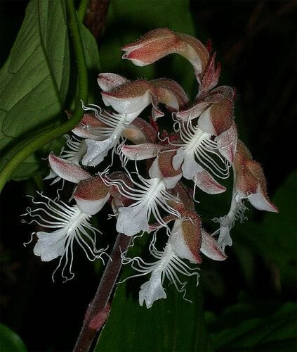 Jewel Anoectochilus albolineatus Jewel La Foresta Orchids 