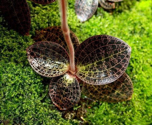 Jewel Anoectochilus albolineatus Jewel La Foresta Orchids 