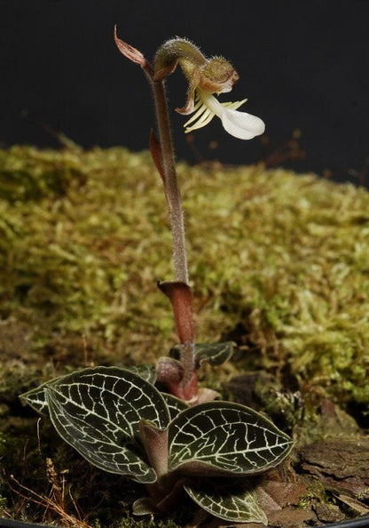 Jewel Anoectochilus brevilabris Jewel La Foresta Orchids 