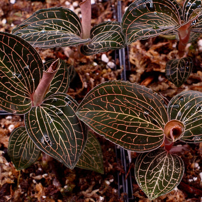 Jewel Anoectochilus burmanicus Jewel La Foresta Orchids 