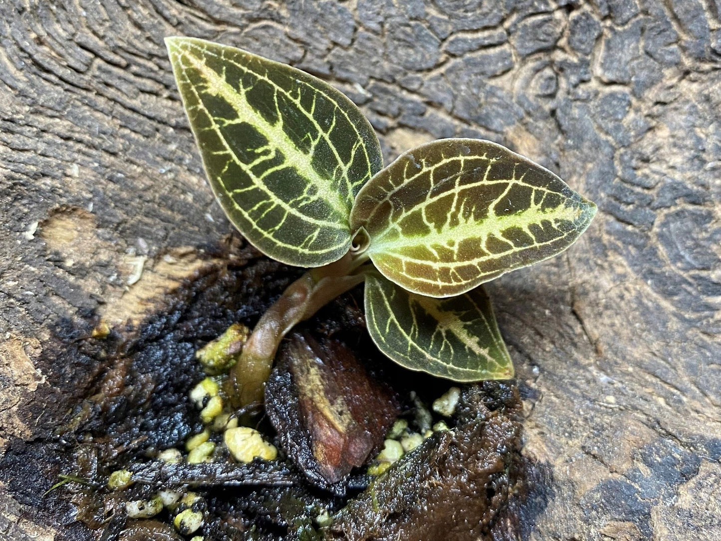 Jewel Dossisia Dominyl 'Judy' Jewel La Foresta Orchids 