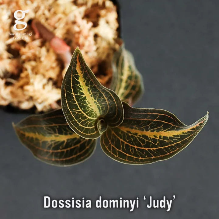 Jewel Dossisia Dominyl 'Judy' Jewel La Foresta Orchids 