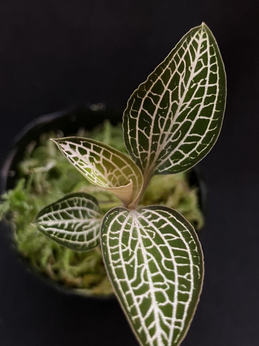 Jewel Ludochilus ‘Poly' Jewel La Foresta Orchids 