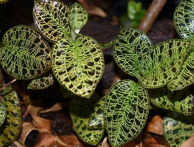 Jewel Macodes petola Jewel La Foresta Orchids 