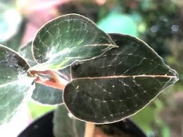 Jewel Orchid: Anoectochilus sp. 'The Wizard of Oz' var. red Jewel La Foresta Orchids 