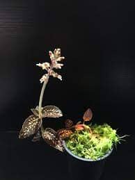 Jewel Orchid: Cystorchis stenoglossa Jewel La Foresta Orchids 