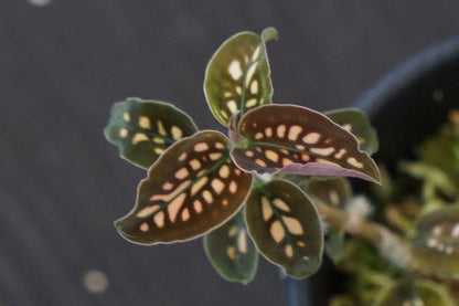 Jewel Orchid: Cystorchis stenoglossa Jewel La Foresta Orchids 