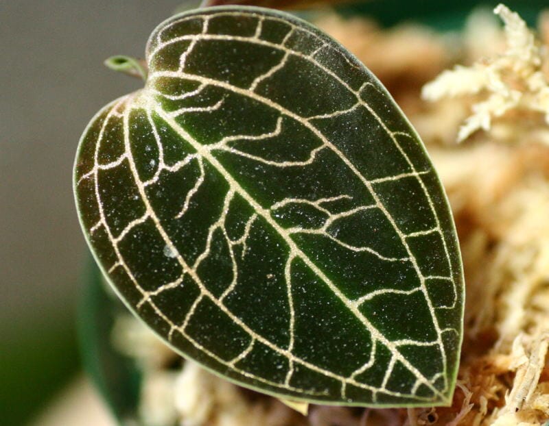 Jewel Orchid: Dossinochilus 'Dreamcatcher' Jewel La Foresta Orchids 