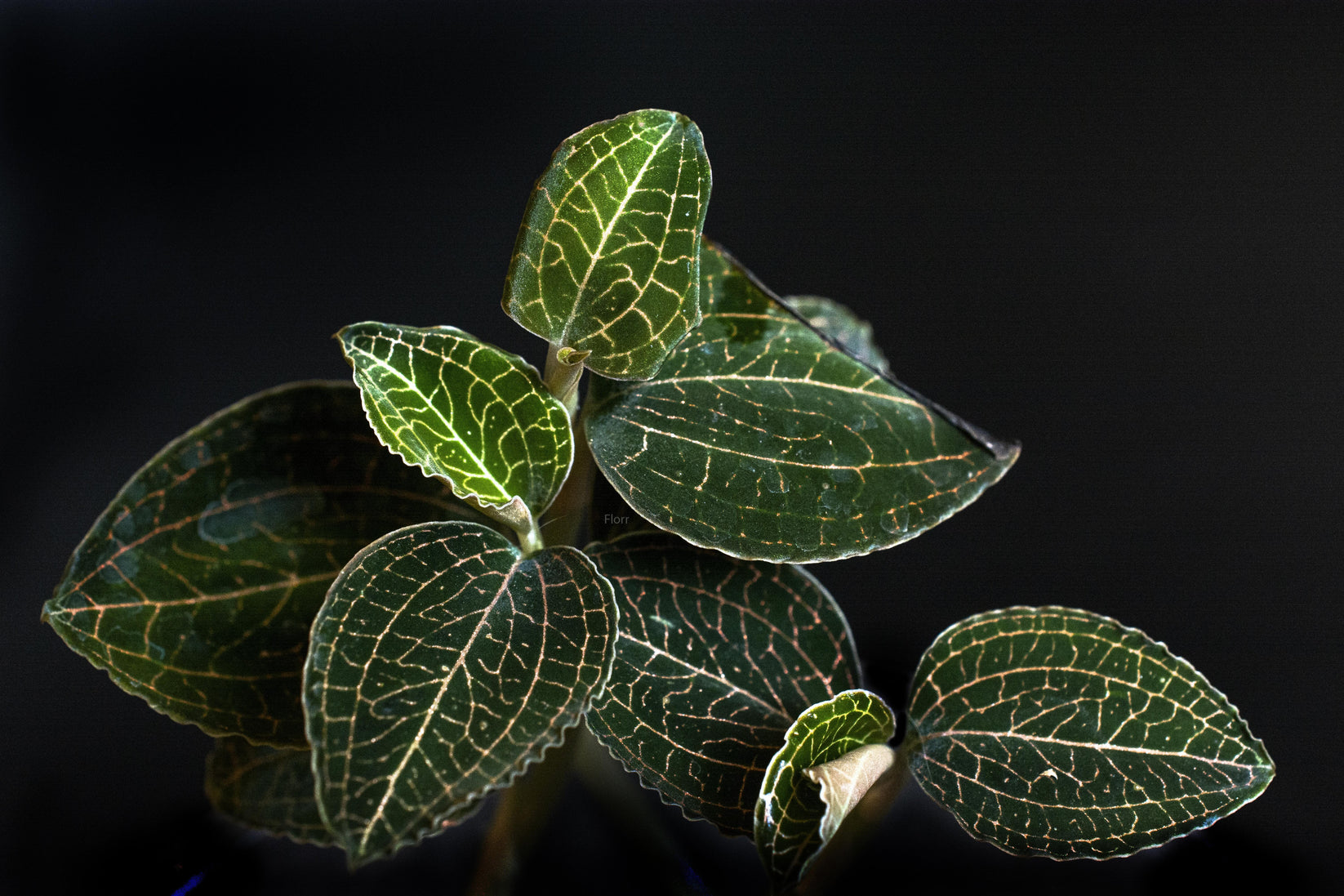 Jewel Orchid: Dossinochilus ‘Dreamcatcher’ – La Foresta Orchids