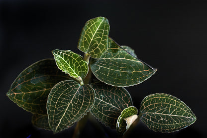 Jewel Orchid: Dossinochilus 'Dreamcatcher' Jewel La Foresta Orchids 