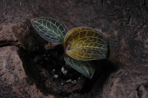 Jewel Orchid: Dossinochilus 'Dreamcatcher' Jewel La Foresta Orchids 