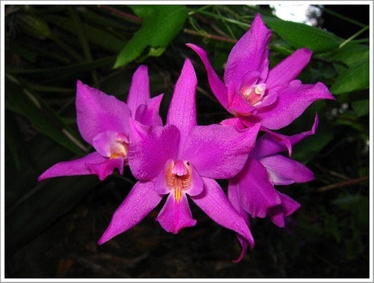 Laelia anceps x Laelia autumnalis Laelia La Foresta Orchids 