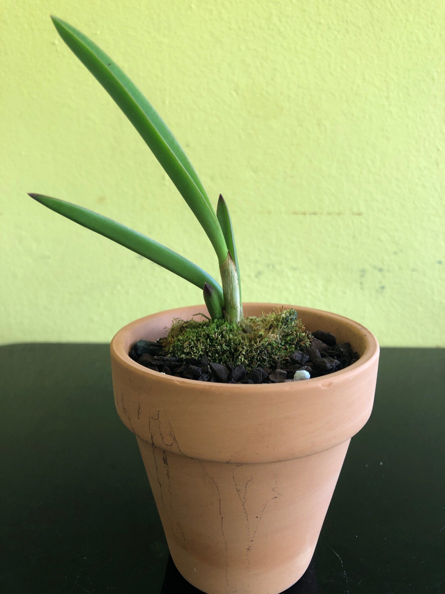 Laelia briegeri Laelia La Foresta Orchids 